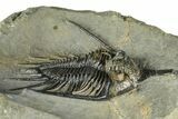 Spiny Psychopyge Trilobite - Short Snout Variant #381561-2